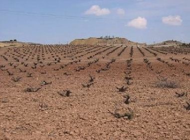 408_Old_Monastrell_Vines_reduced_size_.JPG-copie-1.jpeg
