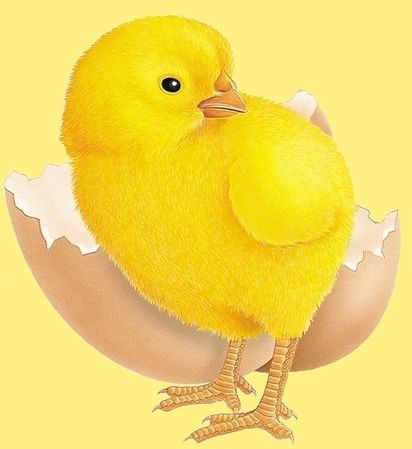 null animal-poule-poussin-00-art.jpg