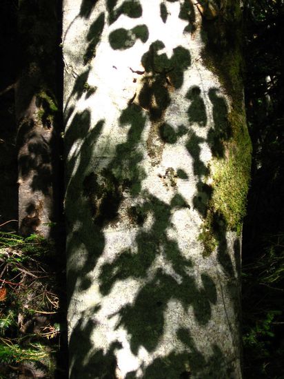 vache-du-Cantal.jpg