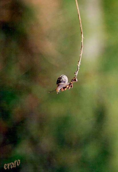 bb-escargot-2.jpg