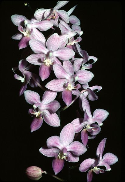 Phalaenopsis van illocus