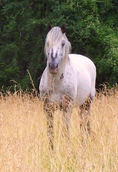 Phoebus 2