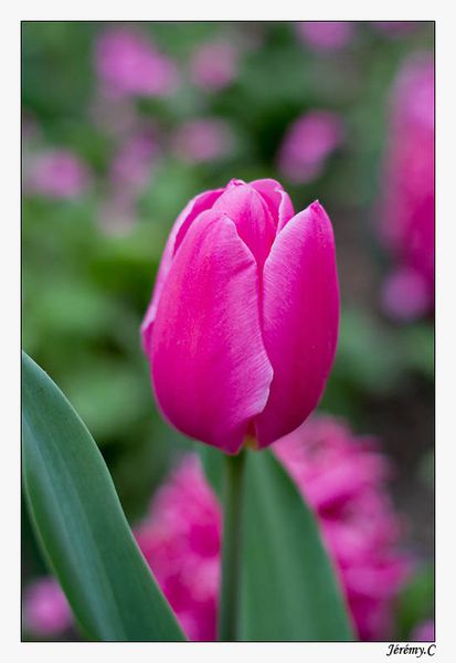 Tulipe-Jardin-Luxembourg_new.jpg
