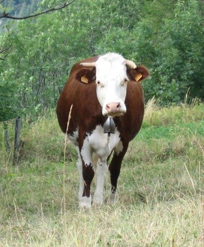 vache-face