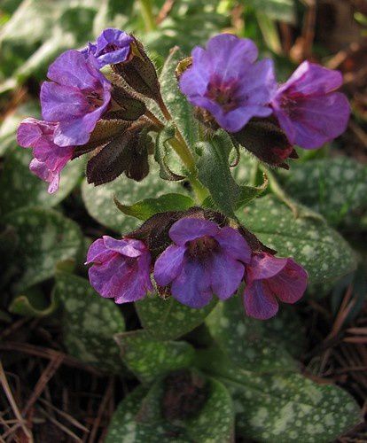 pulmonaria-fleurs-bleues-15-mars-11.jpg