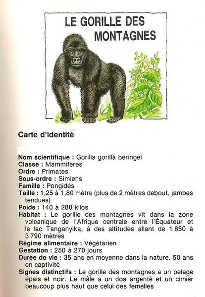 ident gorille 001