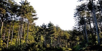 La forêt couvre un tiers du département du Gard