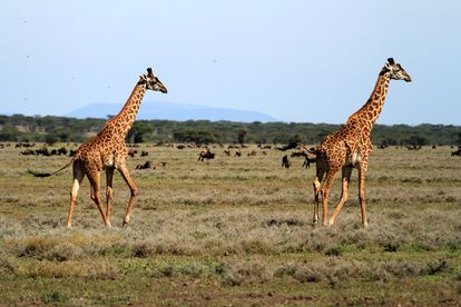 Ngorongoro 06