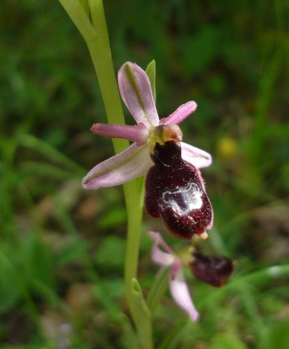 Ophrys groupe bertoloni