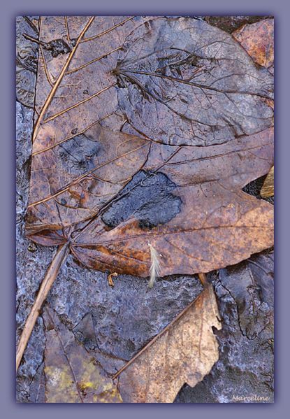 tapis de feuilles mortes.jpg