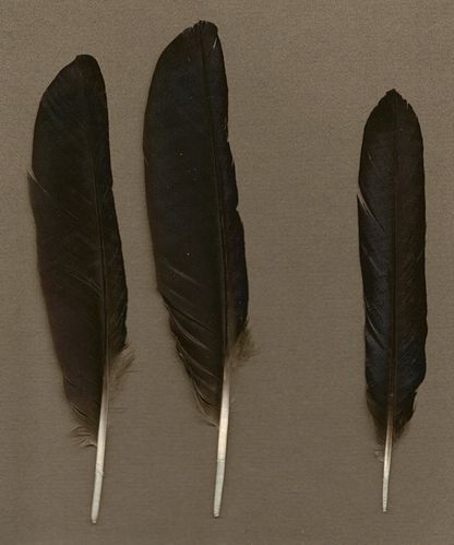 corvidae