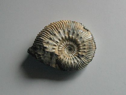 Ammonites-2484.JPG
