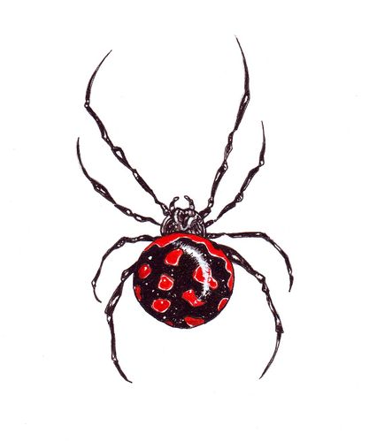 spider