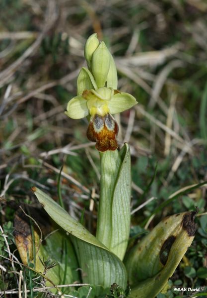 Ophrys des lupercales1