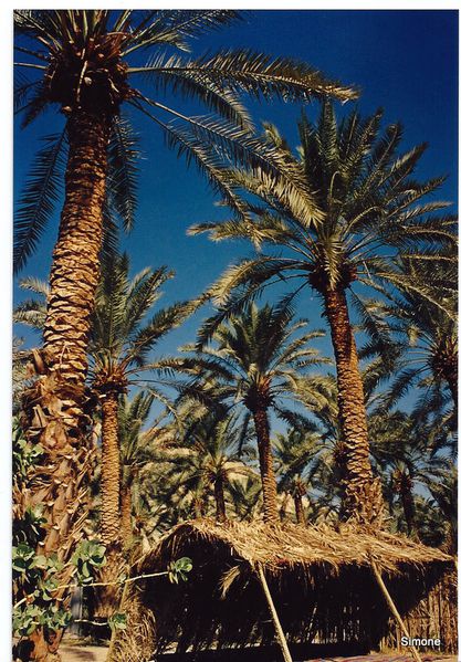 1-Top-008.jpg