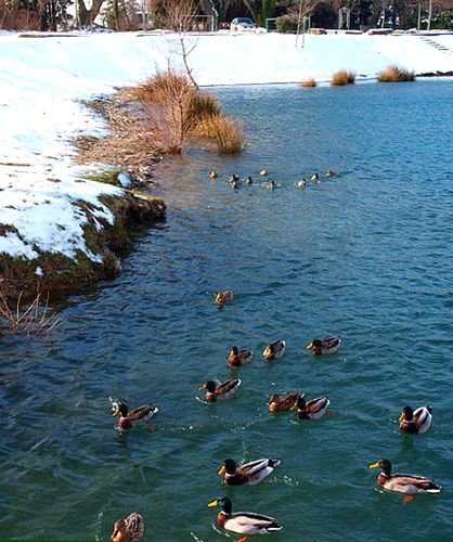 canards-du-lac.jpg