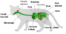 220px-Schema - Systeme digestif du chat.svg