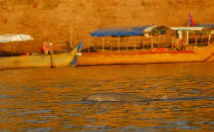 dauphins de l irrawaddy kratie4 (Small)