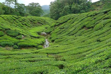 Plantations-de-The-Cameron-Highlands--3---Small-.JPG