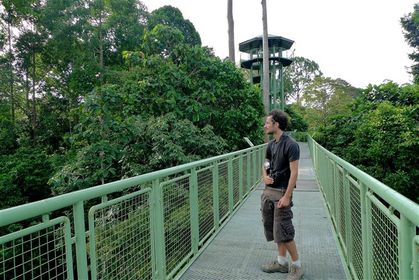 Canopy-Walkway-Rainforest-Discovery-Center-Sandakan--4---Sm.JPG