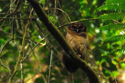 brown-wood-owl-fraser-hill--Small-.jpg