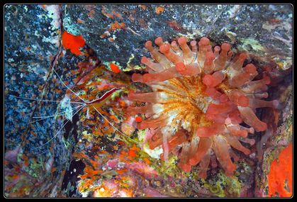 anemone, crevette D0232-border