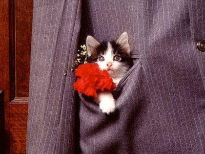 chaton poche