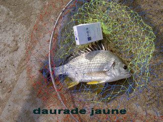 daurade jaune
