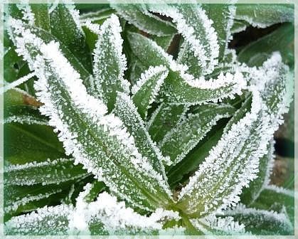 Givre.. Feuilles d'Oeillet