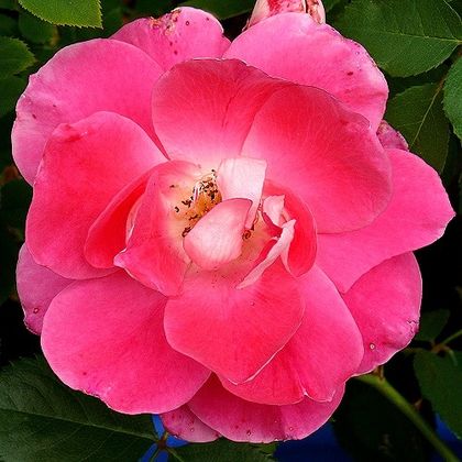 roasrose005.jpg