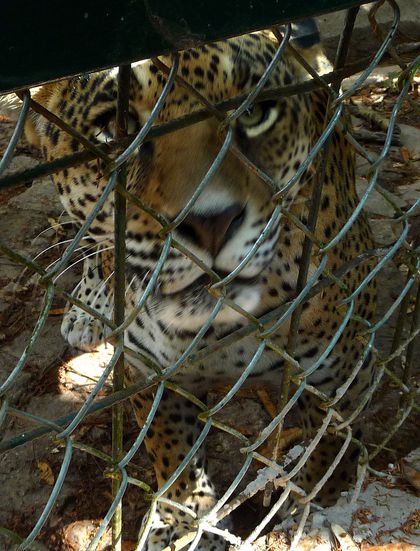 Canyon maman jaguar