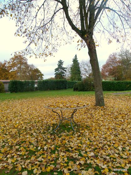 20121119-feuilles-table-002.JPG