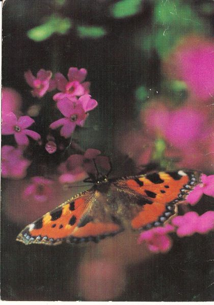 Carte-postale-d-un-papillon.jpg