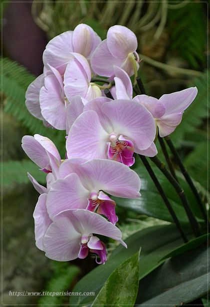 Jardin des Plantes 1 000 orchidées 3
