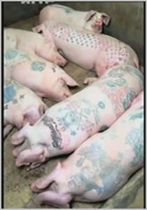 tatouage-cochon.JPG