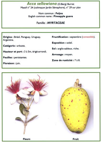 fiche technique