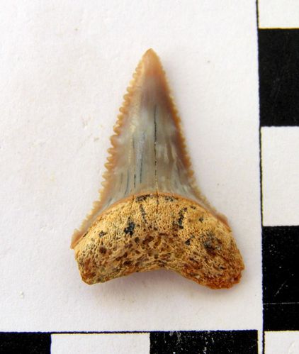 dent inférieure de Carcharodon carcharias 1a