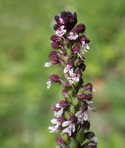 orchis brûlé 4
