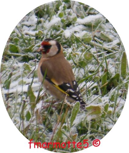 Chardonneret graine