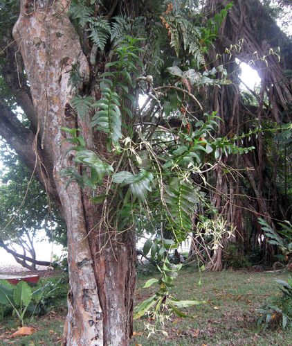 Orchidees-Vanuatu-2013 1994cb
