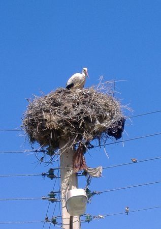 Nid-de-cigognes-dans-les-Aures.jpg