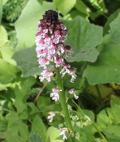orchis-brule-5.jpg