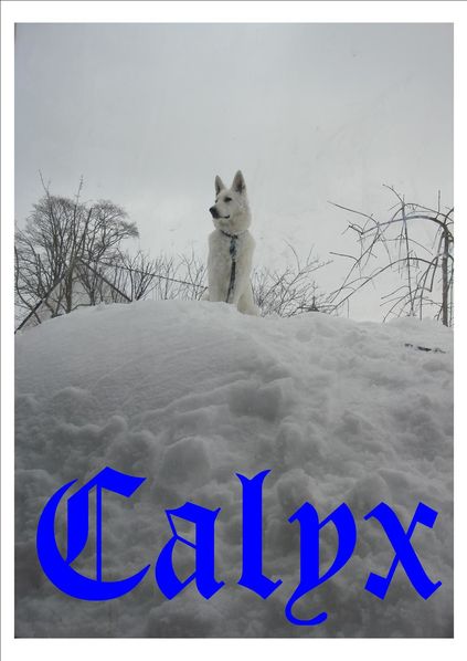 calyx