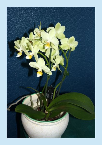 Orchidée jaune-2010-11-14