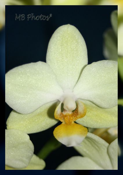 orchidée jaune-3-2010-11-142