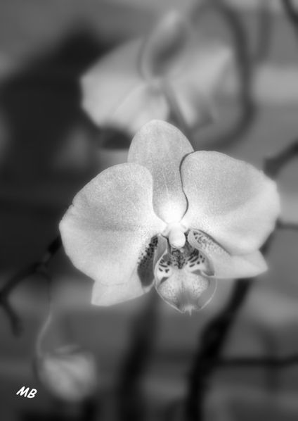 Orchidée Noir et Blc