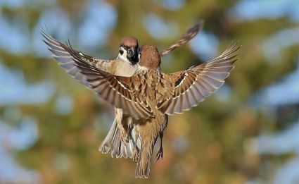 animal-oiseau-divers-gagne-joie.jpg