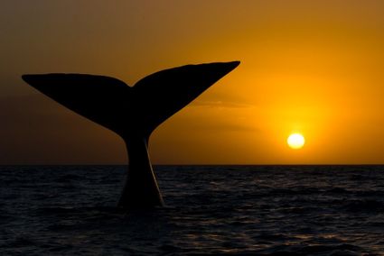 animal baleine franche