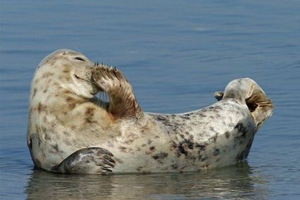 animal-phoque-divers-sourire.jpg