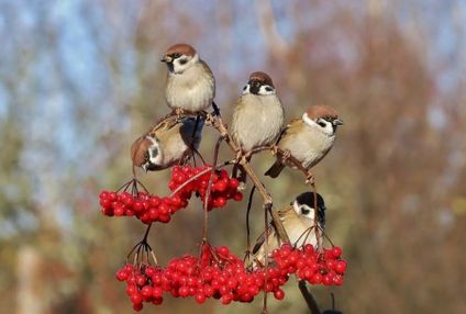 animal-oiseau-festin.jpg